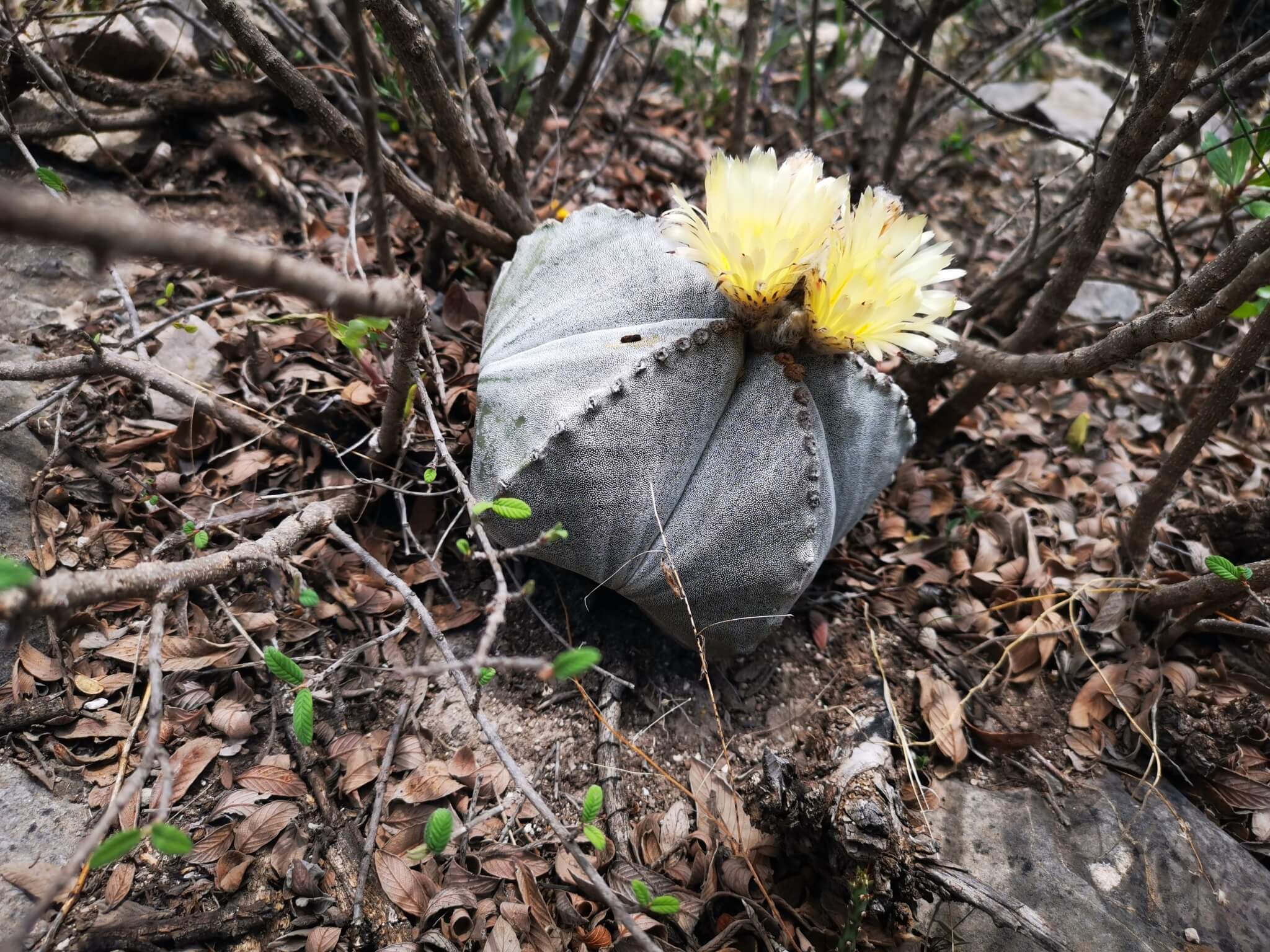Astrophytum myriostigma nudum 
